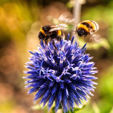 Bees on purple flower