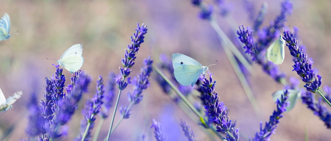 lavender