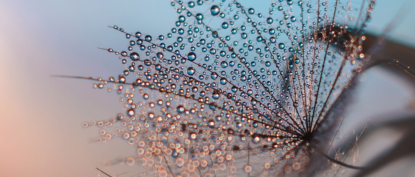 water droplets on a feather resembling a cobweb in the evening light on a gentle bare background