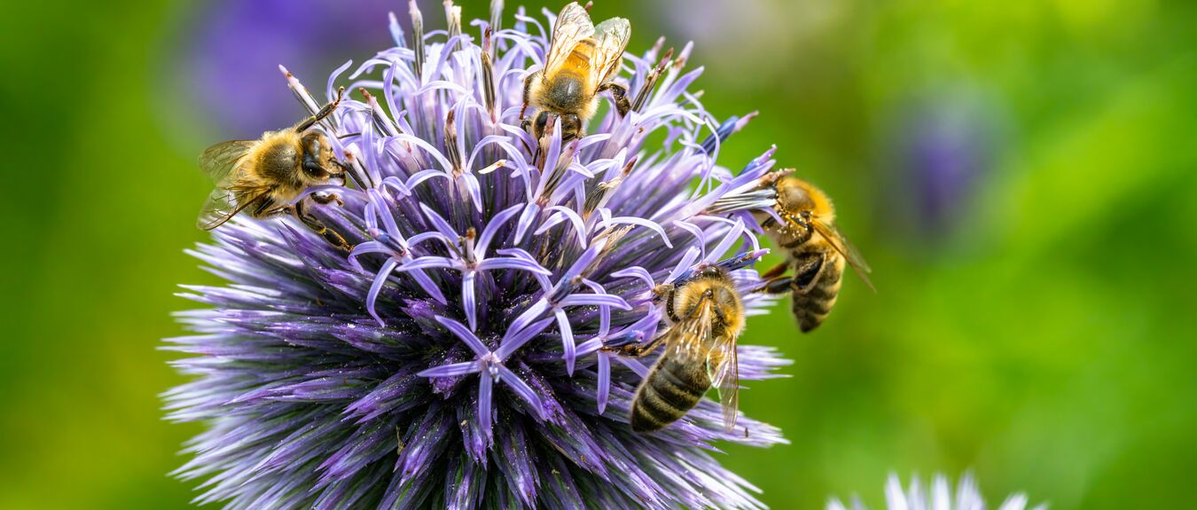 bees on an allium