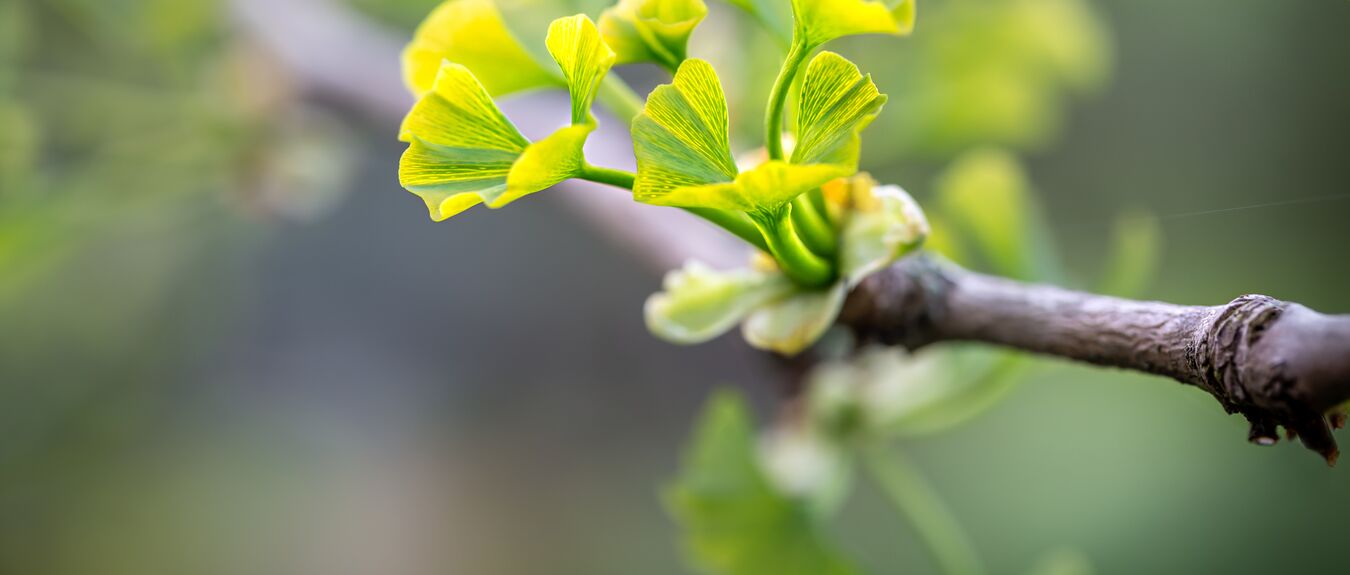 Young leaves of Gingko Biloba awakening in the spring and starting to grow from the buds in beautiful, evening light. Gingko is a unique relict tree with healing properties